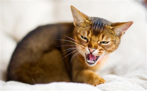 Cat Hissing and Growling? Feline Behavior Explained - The Vets