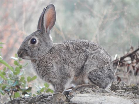 DNA profiling helps explain how the rabbit plague took over Australia ...