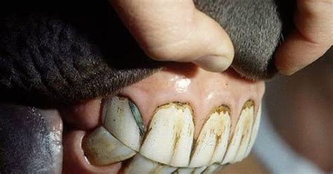 Cow teeth: anatomy of the cattle jaw structure, formula and layout