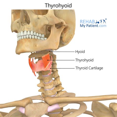 Hyoid Bone Function