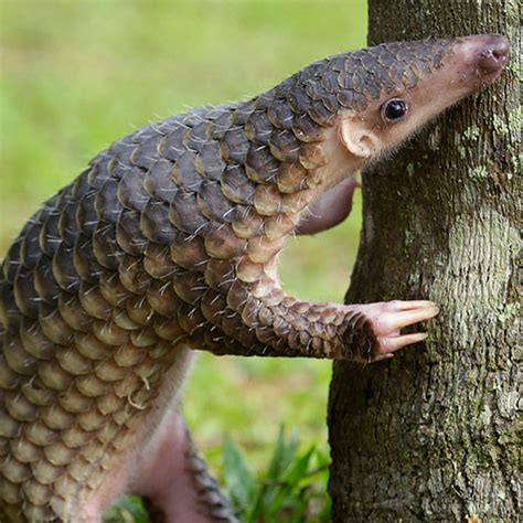 Sunda Pangolin - Night Safari | Wildlife Reserves Singapore