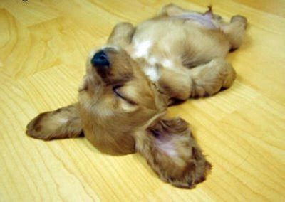 Funny wallpapers|HD wallpapers: Funny Puppy Sleeping picture