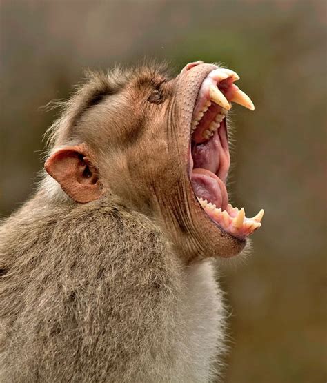 BONNET MACAQUE - Copyright Subramanniyan Mani" Oh my stars! The Skelton is trying to escape the ...