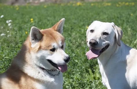 Labrakita - Akita Labrador Mix - Fierce Protector