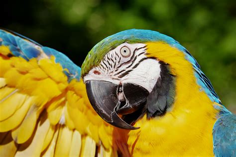 Close-up Photo of a Yellow and Blue Macaw · Free Stock Photo