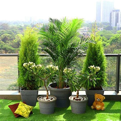 Buy Popular Outdoor Plants for Gardening on Terrace online from ...