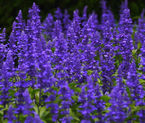 Blue Sage Salvia Farinacea Seeds