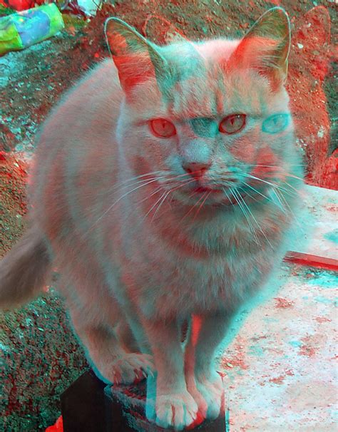 3D Anaglyph Cat with Red and Blue Glasses