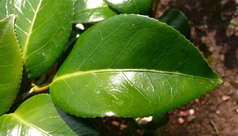 Camellia japonica ‘Rubens’ – Plants – Oak Leaf Gardening