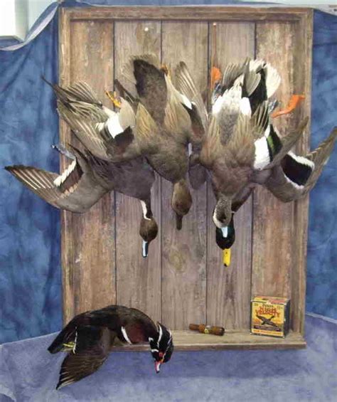 Pin by Gordon Putz on Duck mounts | Duck mount, Waterfowl taxidermy, Taxidermy