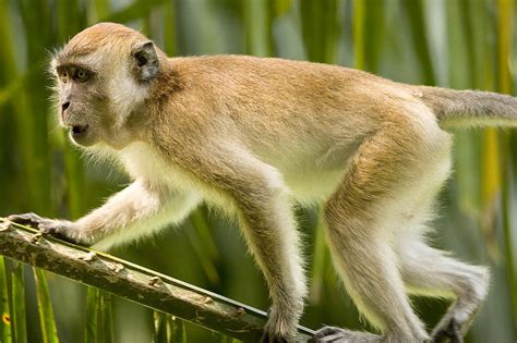 A Young Male Long-tailed Macaque Macaca Photograph by Tim Laman