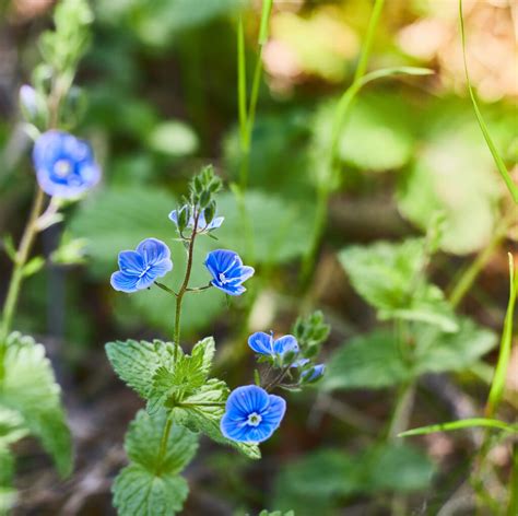 How to Grow and Care for Nemophila