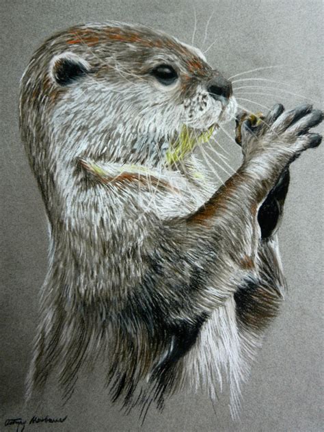 River Otter Drawing at GetDrawings | Free download