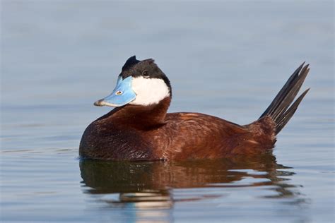 Zenfolio | Feather Light Photography | Ruddy Duck | Ruddy Duck, male in ...