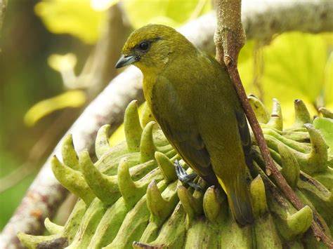 Yellow-crowned Euphonia - eBird