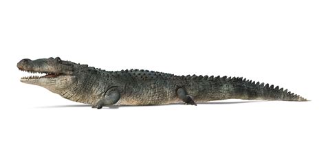 Deinosuchus | Deinosuchus Facts | DK Find Out