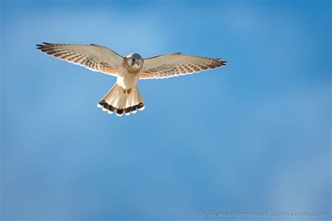 Kestrel in flight « lirralirra