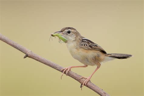 Zitting Cisticola – Birds of Singapore