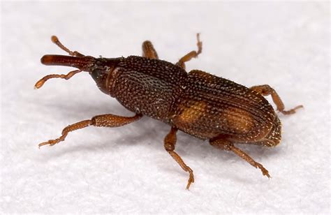 Rice weevil - Wikipedia