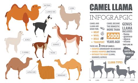 Camel and Llama Infographic Large Cotton Tea Towel - Etsy