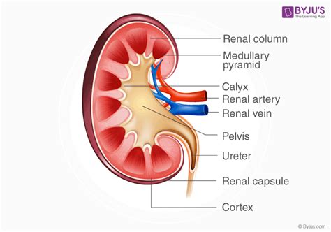 Simple Kidney Diagram