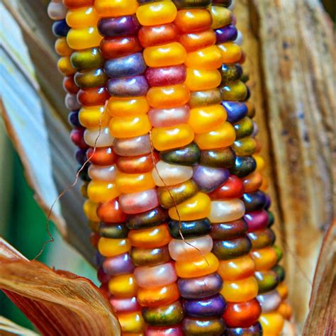 Glass Gem Ornamental Corn Seed | Gurney's Seed & Nursery Co.