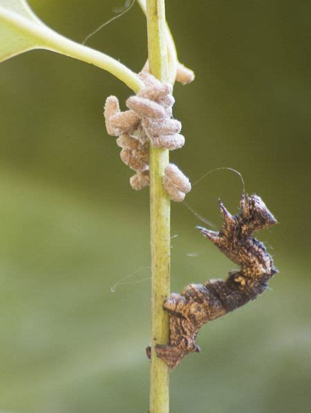 Estos parásitos pueden controlar la mente de insectos y reanimar a los muertos | CODIGO OCULTO