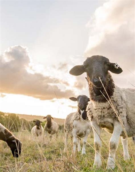 Local Dorper Lamb - Mullumbimby Farmers Market