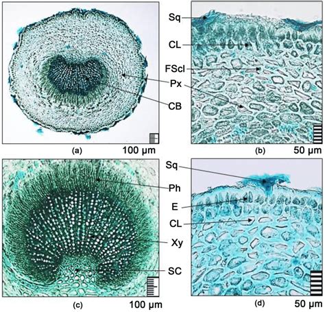 The structure of the leaf petiole of the emerald variety Olea europaea... | Download Scientific ...