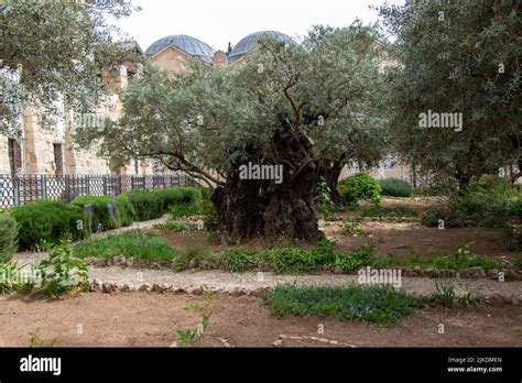 Olive trees in the biblical Garden of Gethsemane, where Jesus prayed before his betrayal and ...