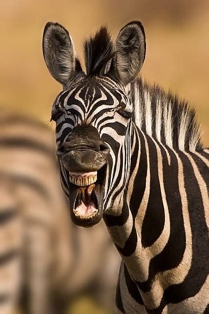 Zebra Funny Stock Photos, Pictures & Royalty-Free Images - iStock