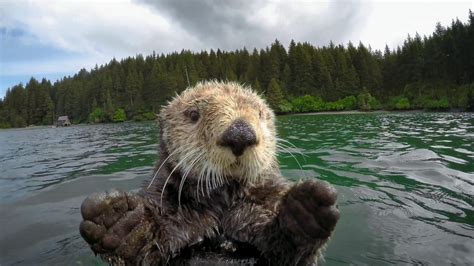 23 Otter Pictures That Prove Otters Are Just Silly Wet Sea Cats | The ...