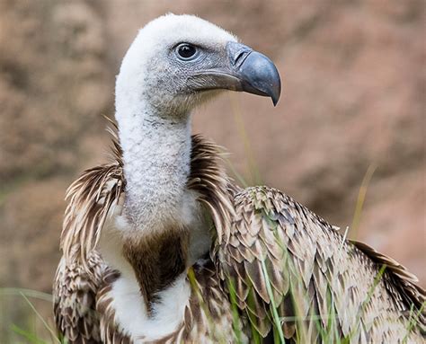 Ruppell's Vulture | San Diego Zoo Safari Park