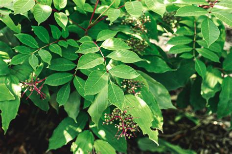 Poison Sumac: Toxicity and Identification