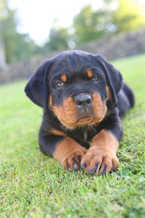 Rottweiler Puppies Wallpaper (54+ images)