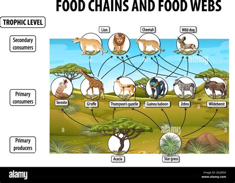 African Savanna Food Chain Diagram