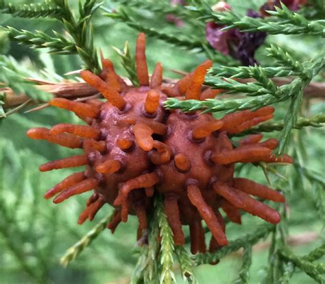 Landscape: Cedar-Apple Rust | Center for Agriculture, Food, and the Environment at UMass Amherst