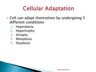 Cellular adaptation | PPT | Free Download