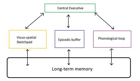 Types of memory in psychology (Explained)