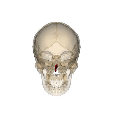 Bones of The Head And Neck - Basic Functioning and Location