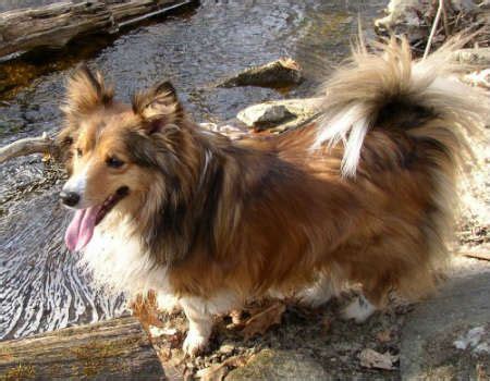 Corgi Sheltie Mix | Corgi mix, Corgi dachshund, Corgi collie mix