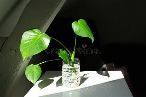 Swiss Cheese Plant Propagation Stock Photo - Image of decorative, plantings: 260897990