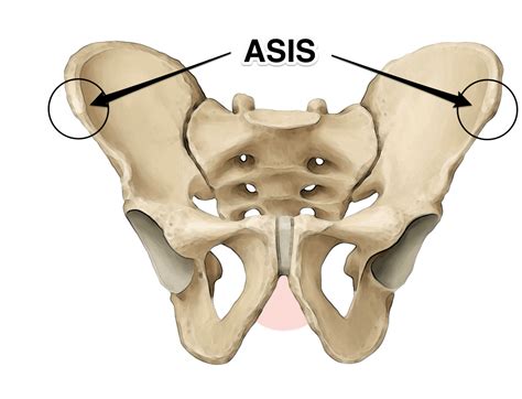 asis yoga anatomy | Pelvis, Scoliosis exercises, Yoga anatomy