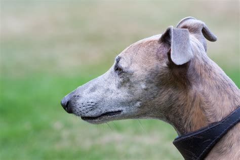 Whippet Dog Portrait Free Stock Photo - Public Domain Pictures