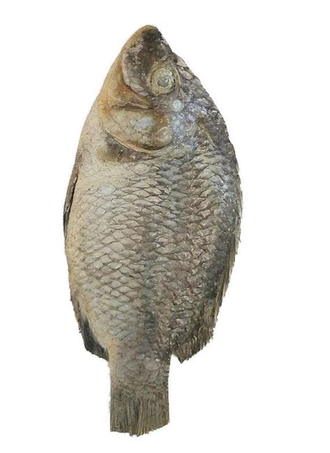 5 Large Salted Fish. Koobi. Salted Tilapia - Etsy