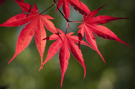 Red Japanese Maple leafs Photograph by Chad Davis - Fine Art America