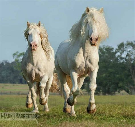 220 best images about Draft Horse Breeds on Pinterest | Dutch, Dressage and Shire horse