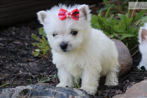 West Highland White Terrier - Westie puppy for sale near Monroe, Louisiana. | 2866c3b1-2e91