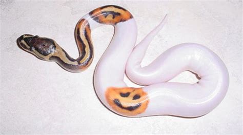 Albino Piebald Ball Pythons — Professional Breeders