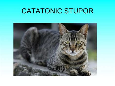 PPT - CATATONIC STUPOR PowerPoint Presentation, free download - ID:249667